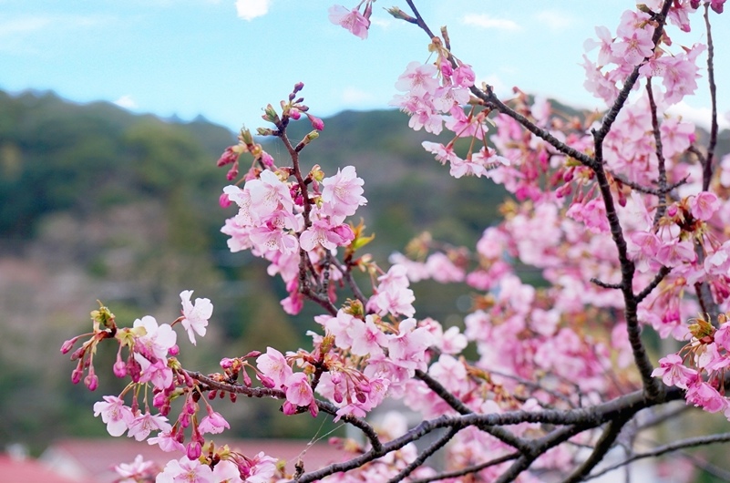 【2020伊豆河津櫻】日本東京2月最早櫻花季，賞櫻景點、交通、免費足湯資訊!! @PEKO の Simple Life